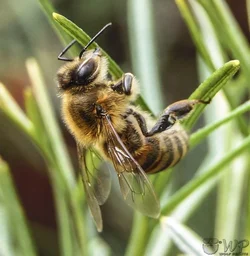 Bee 08-09-2017   (164).webp