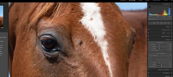 HorseEx1.webp