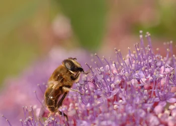 $making honey.webp $making honey.webp