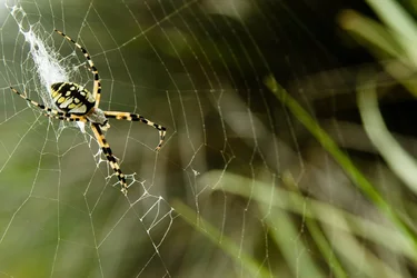 $gardenspider.webp