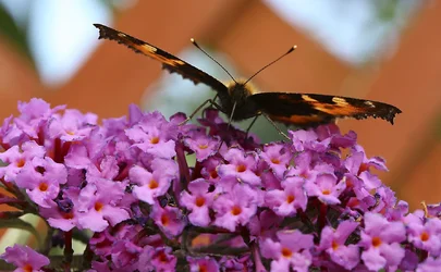 $BUTTERFLY 8web.webp