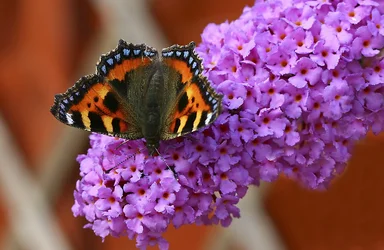 $BUTTERFLY 9Web.webp