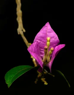 $!!_DSC6383-fixed.webp $!!_DSC6383-fixed.webp