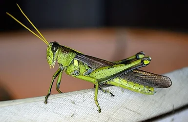 $grasshopper.webp $grasshopper.webp