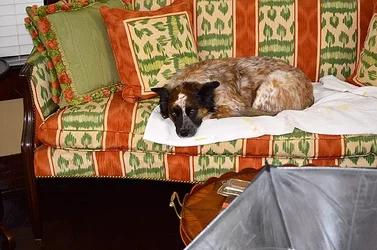 $couch_test.webp