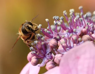$bee.webp