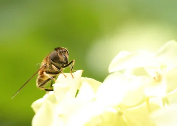 $bee2.webp