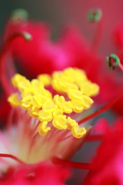 $flower.webp