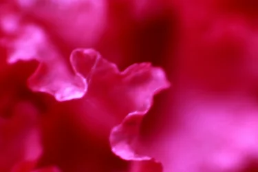 $flower2.webp