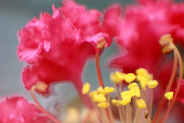 $flower3.webp