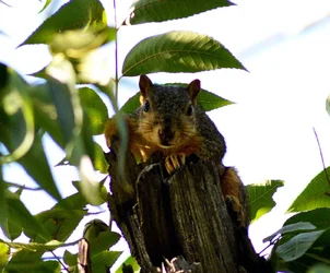$squirrel.webp