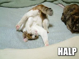 $halp4.webp $halp4.webp