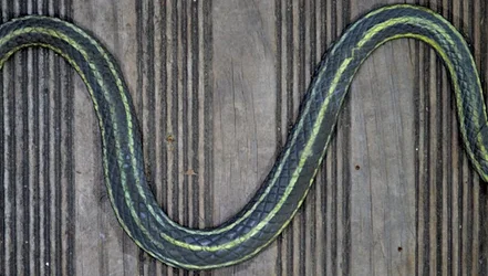 $snake.webp