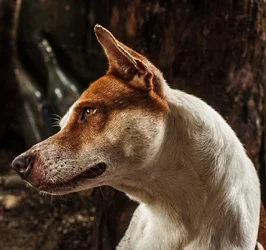 $putdog.webp