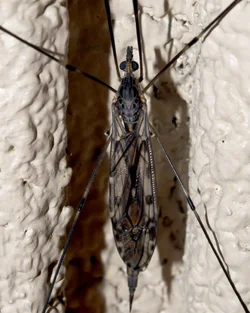 $big bug on the wall.small (1 of 1).webp