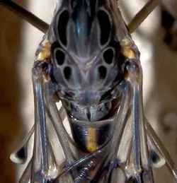 $big bug on the wall.small (1 of 1).webp