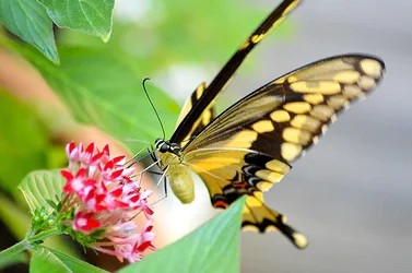 $butterfly.webp
