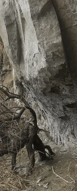 $Tree cliff.webp