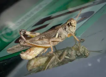 $Grass hopper on the wind shield.webp