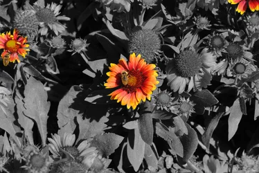 $Reverse B&W Flowers.webp