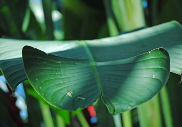 $Deep Leaf.webp