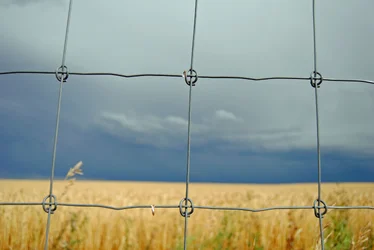 $Fence Wheat.webp