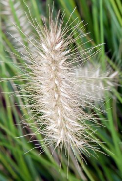 $Weeds in front of church II.jpg