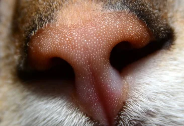$!Nose.webp