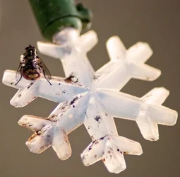 $Christmas Light.webp $Christmas Light.webp