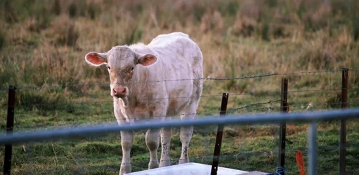 $cow1a (1280x627).webp $cow1a (1280x627).webp