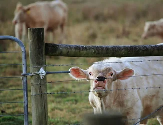 $Cow2 (1280x987).webp $Cow2 (1280x987).webp