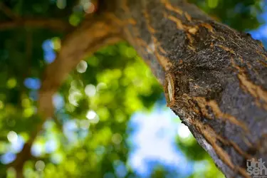 $Tree.webp