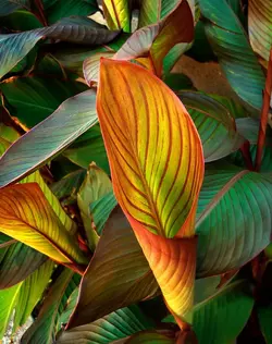 $canna_leaves.webp