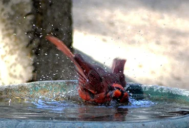 $splash.webp $splash.webp