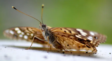 $moth.webp $moth.webp