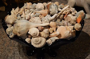 $shells2.webp $shells2.webp