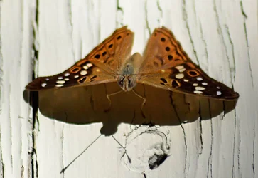 $buttermoth.webp $buttermoth.webp