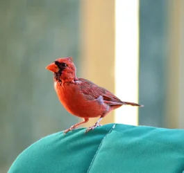 $cardinal5.webp $cardinal5.webp
