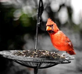 $cardinal44.webp $cardinal44.webp