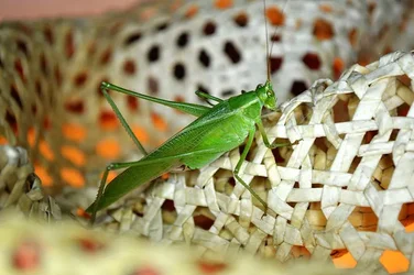 $cicada.webp $cicada.webp