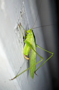 $cicada2.webp $cicada2.webp