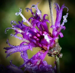 $Dew on purple flowers.webp