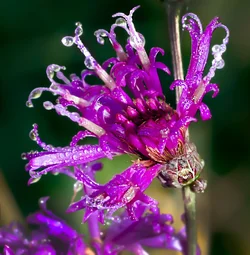 $Purple bloom-2.webp