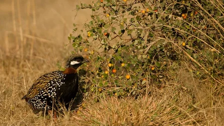 $India_grassland.webp