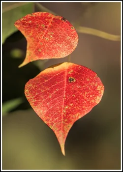 DSC_0085 sm.webp