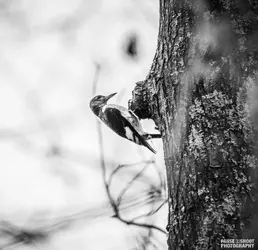 Three Lakes 11.18.18 - Pause Shoot Photography-2.webp Three Lakes 11.18.18 - Pause Shoot Photography-2.webp