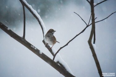 Snow Animals Dec 2018 - Pause Shoot Photography-2.jpg
