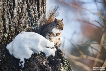 Snow Animals Dec 2018 - Pause Shoot Photography-5.jpg