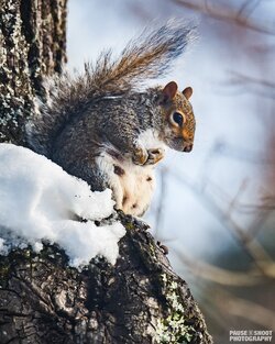 Snow Animals Dec 2018 - Pause Shoot Photography-6.jpg