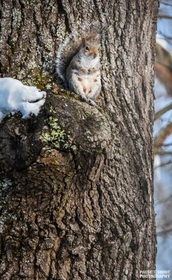 Snow Animals Dec 2018 - Pause Shoot Photography-7.jpg